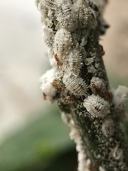 Wasmannia auropunctata