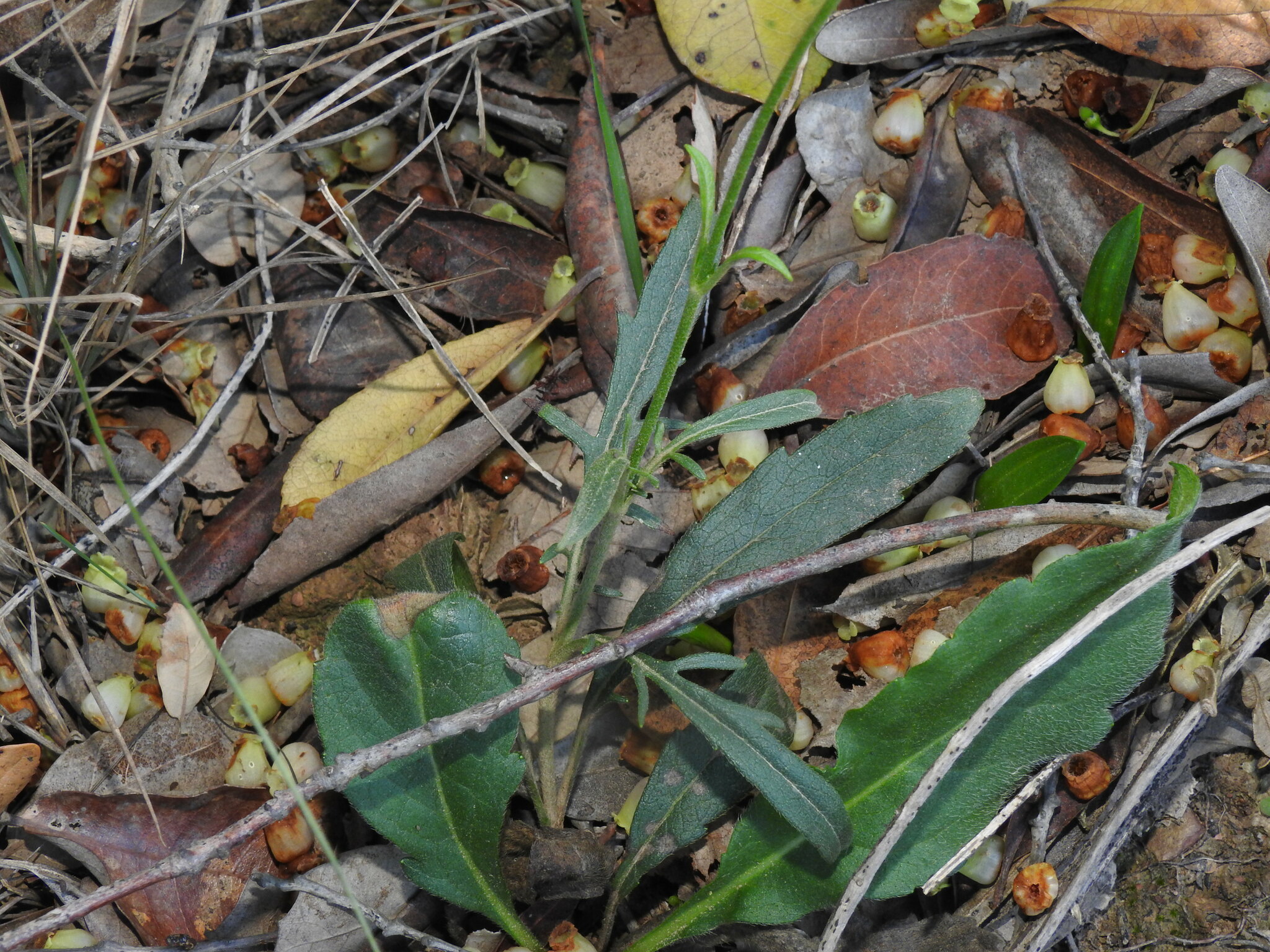 Succisa pinnatifida
