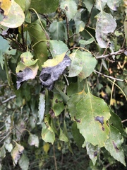 Cordia caffra