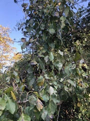 Cordia caffra