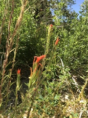 Castilleja minor stenantha