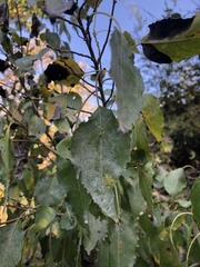 Cordia caffra
