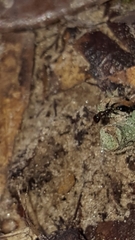 Pseudomyrmex ejectus