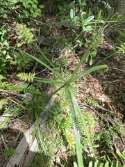 Cyperus tetragonus
