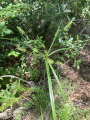 Cyperus tetragonus