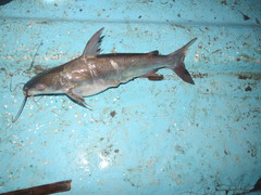 Potamarius nelsoni