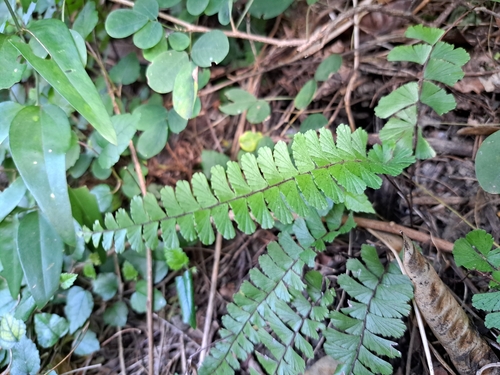 Image of Trailing Maidenhair Fern (Adiantum caudatum) by (c) vrxz, some rights reserved (CC BY-SA)
