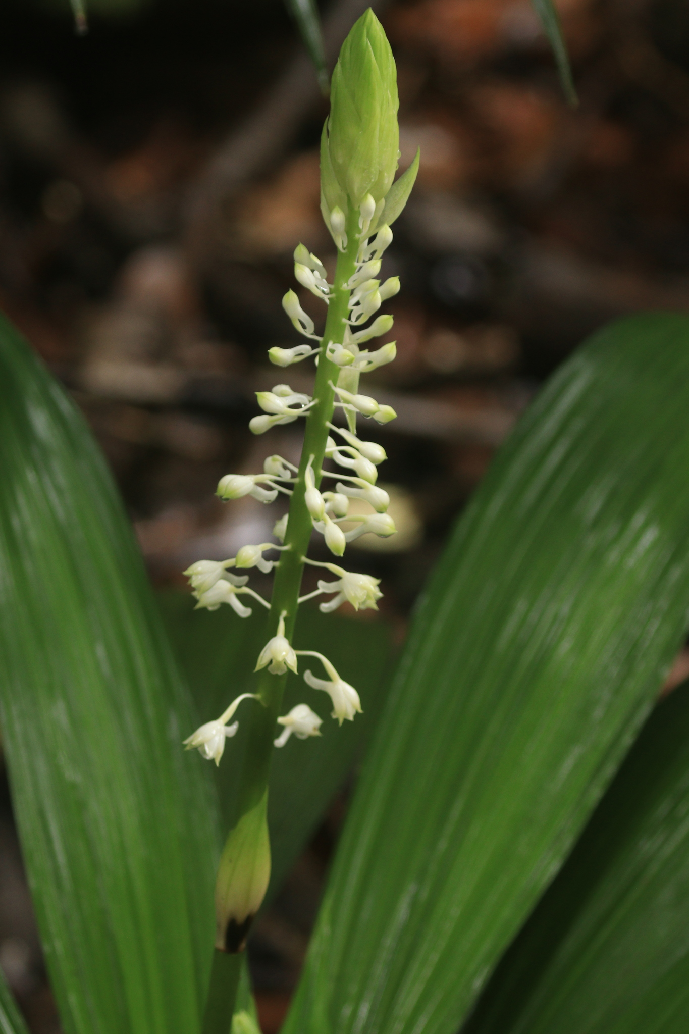 Calanthe balansae
