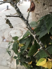 Coccoidea