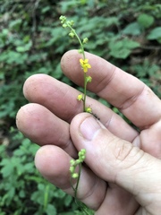 Agrimonia rostellata