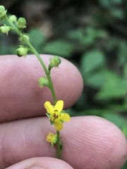 Agrimonia rostellata