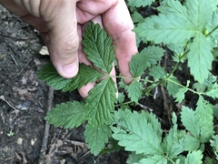 Agrimonia rostellata