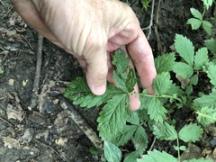 Agrimonia rostellata
