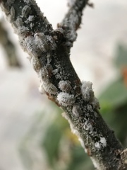 Coccoidea