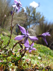 Gentianella rapunculoides