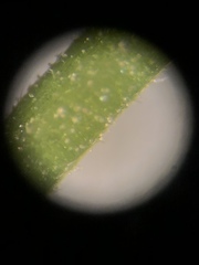 Agrimonia rostellata