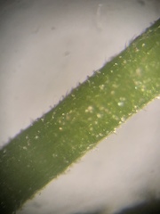 Agrimonia rostellata