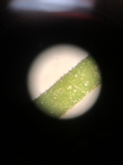 Agrimonia rostellata