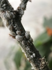 Coccoidea