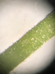 Agrimonia rostellata