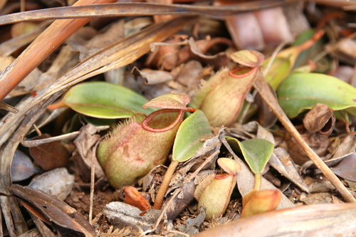 Image of Nepenthes vieillardii by no rights reserved
