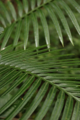 Image of Cycas seemannii by no rights reserved