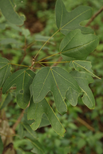 Acropogon bullatus, photograph 6