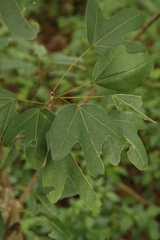 Acropogon bullatus, photograph author not stated, no rights reserved