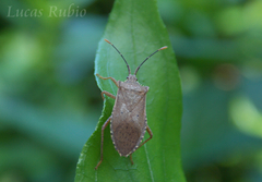 Anasa guttifera