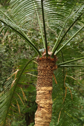 Cycas seemannii, photograph 6
