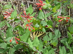 Lonicera arizonica