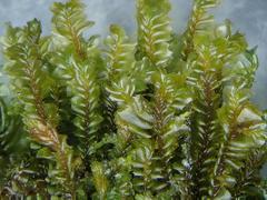 Plagiochila bifaria