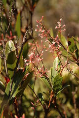 False aralia (Beauprea)