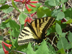 Lonicera arizonica