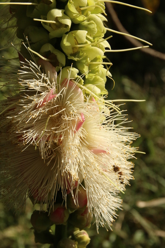 Akendalls Gum (Barringtonia neocaledonica)