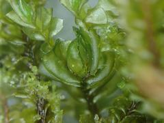 Plagiochila bifaria