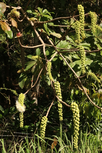 Barringtonia neocaledonica