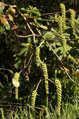 Barringtonia neocaledonica