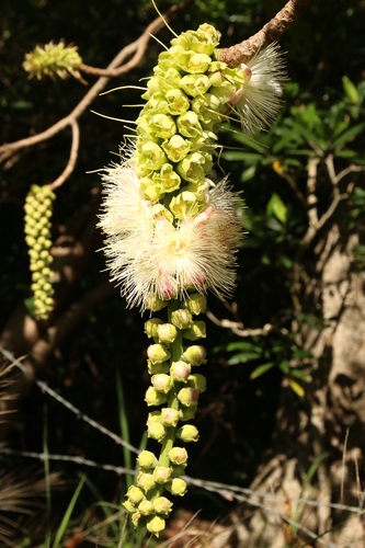 Image of Barringtonia neocaledonica by no rights reserved