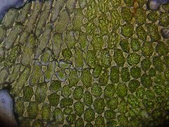 Plagiochila bifaria
