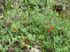 Lonicera arizonica