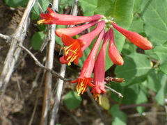 Lonicera arizonica