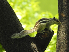 Funambulus pennantii