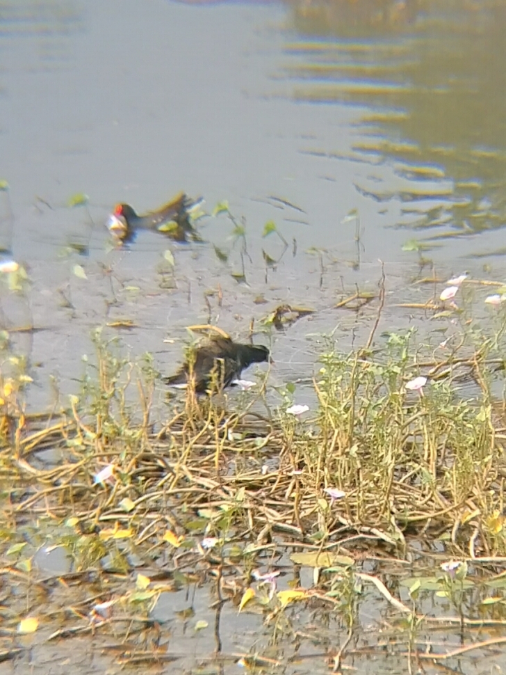 Bronze-winged Jacana