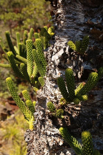 Araucaria rulei, photograph 2