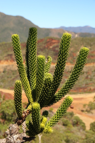 Araucaria rulei, photograph 4