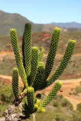 Araucaria rulei, photograph author not stated, no rights reserved