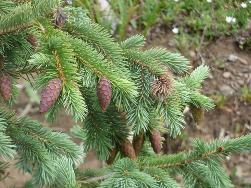 Engelmann spruce