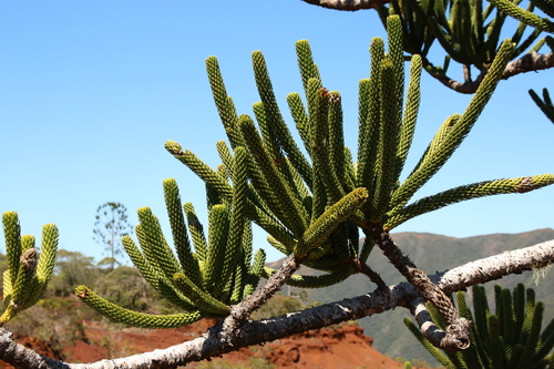 Araucaria rulei, photograph 5
