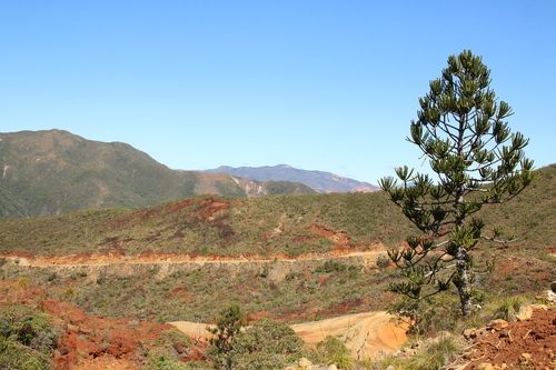 Araucaria rulei, photograph 3